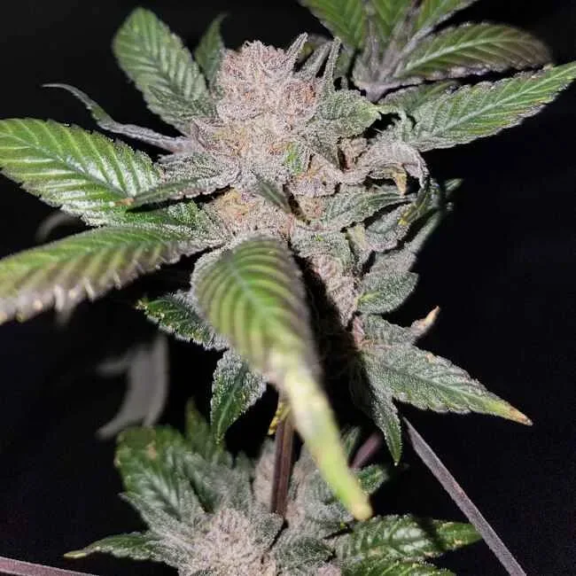 Sour Sage Feminised Seeds