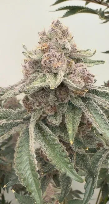 Jellycat Feminised Seeds