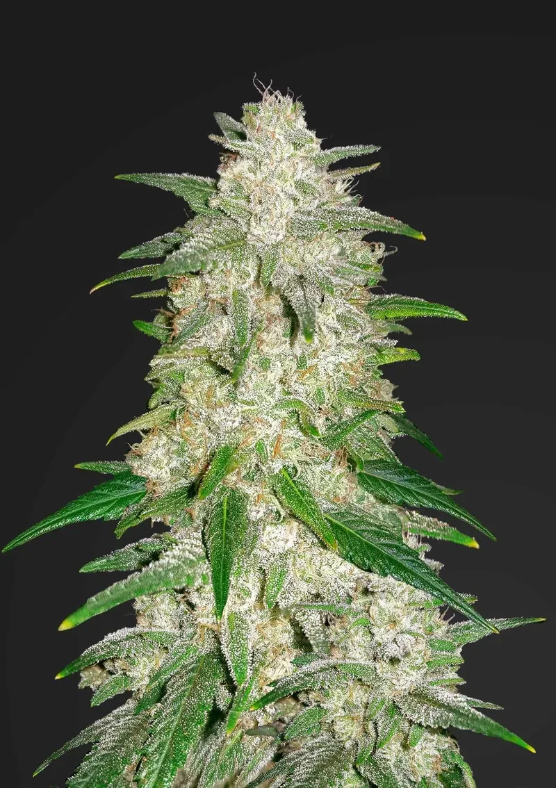 Gelato Auto Feminised Seeds