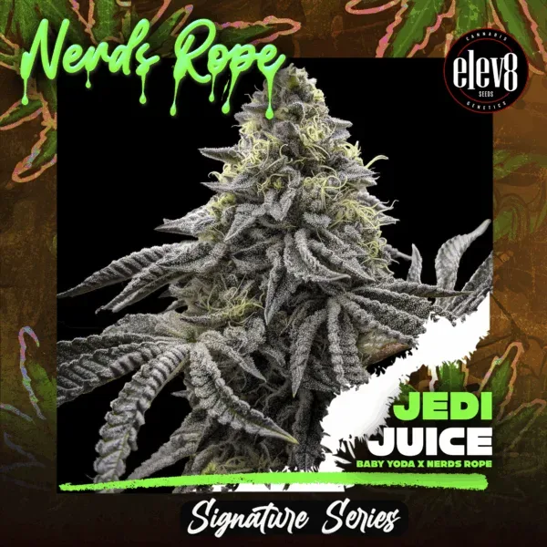 Baby Yoda x Nerds Rope (Jedi Juice) Feminised Seeds