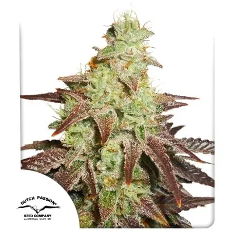 Night Queen Auto Feminised Seeds