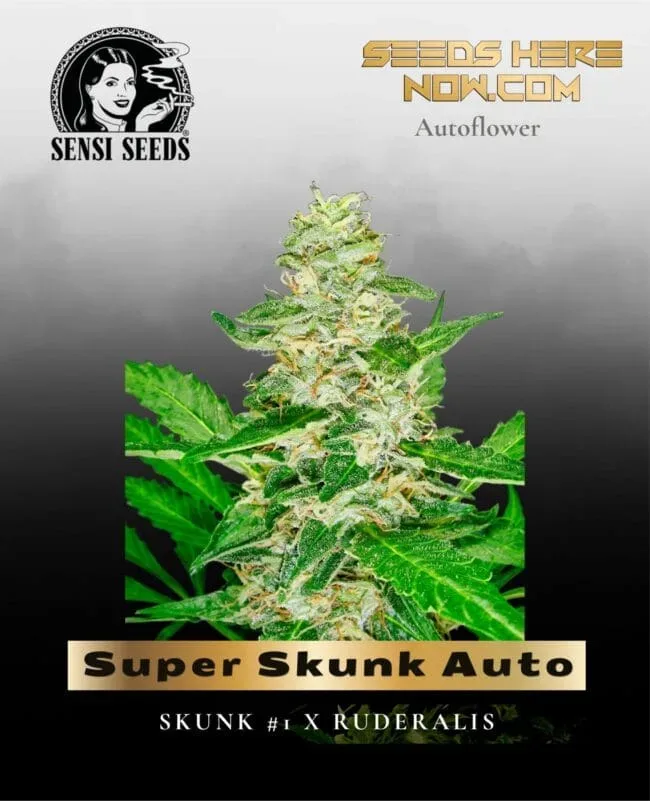 Super Skunk Auto Feminised Seeds