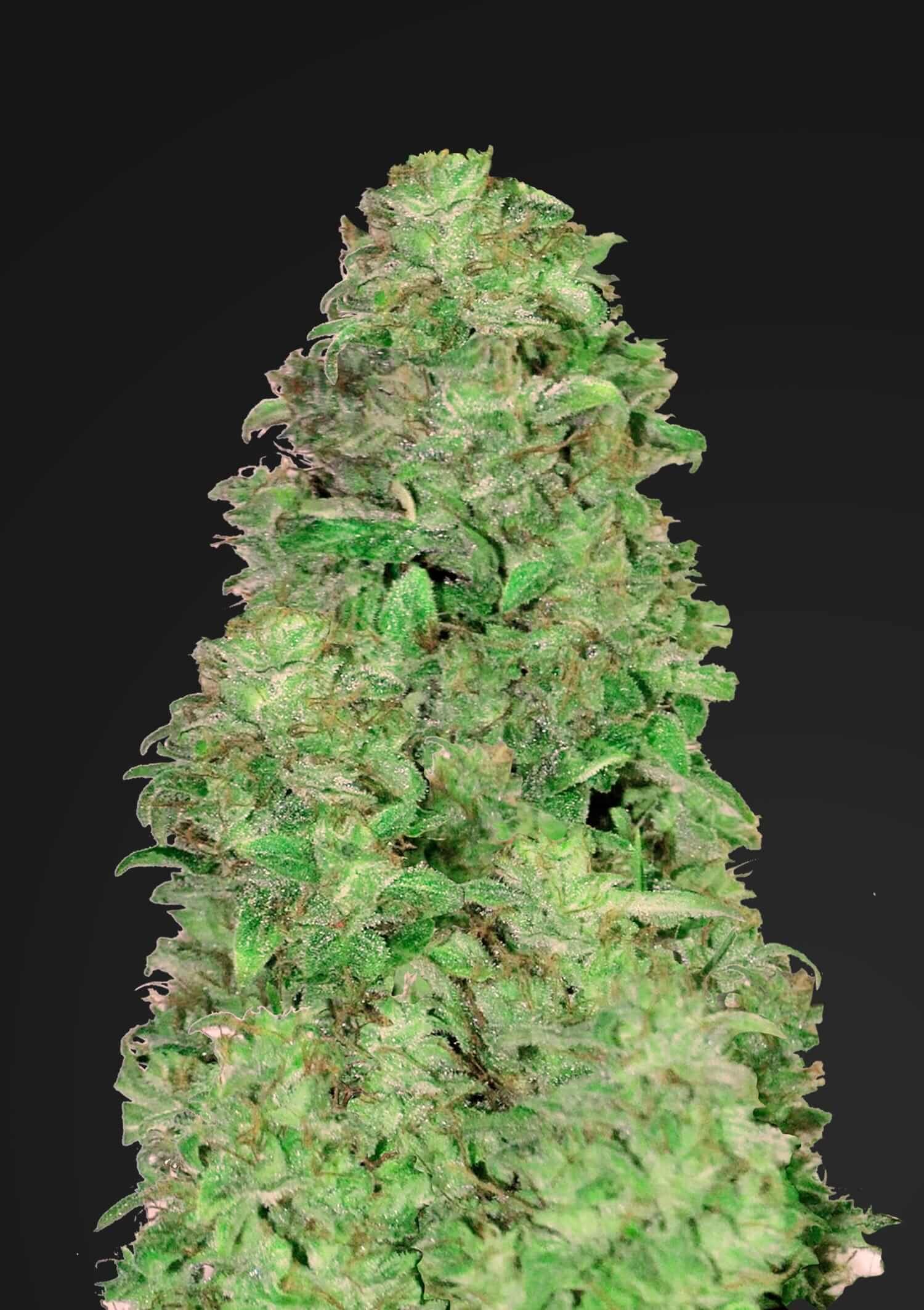 High CBD Strains