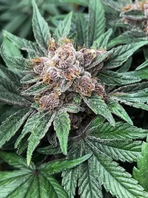 Forbidden Boogie Feminized Seeds