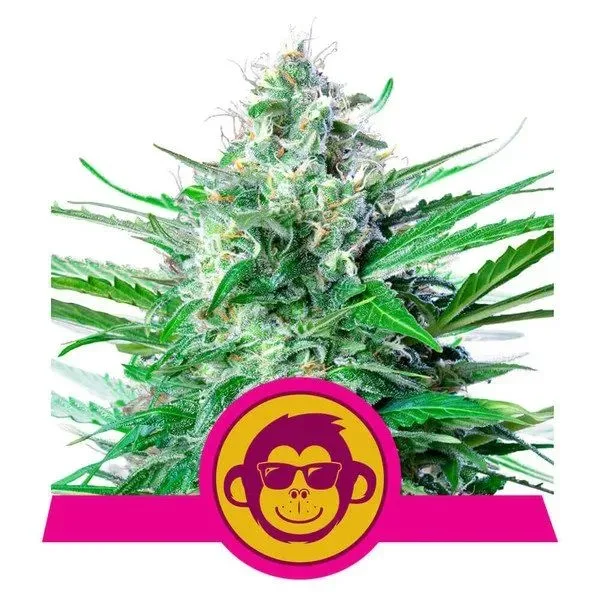 Grape Ape Feminised Seeds