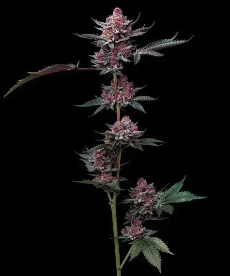 Cherry Poppers feminized seeds