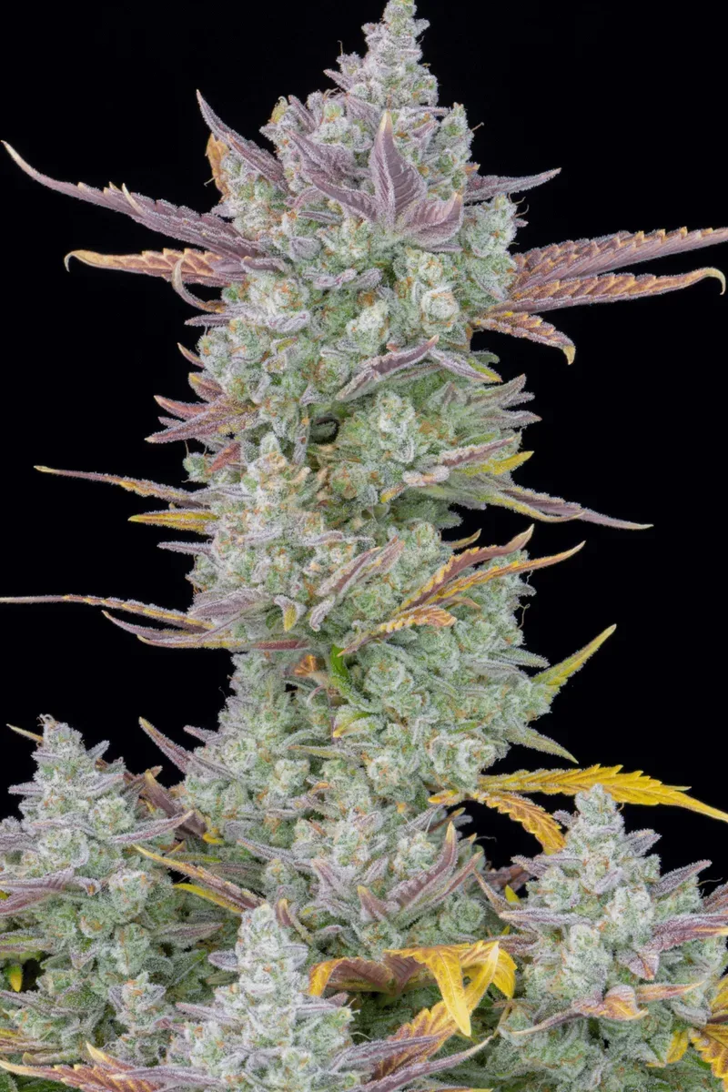 Gorilla Cookies Auto Feminised Seeds