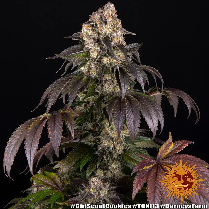 Girl Scout Cookies Feminised Seeds