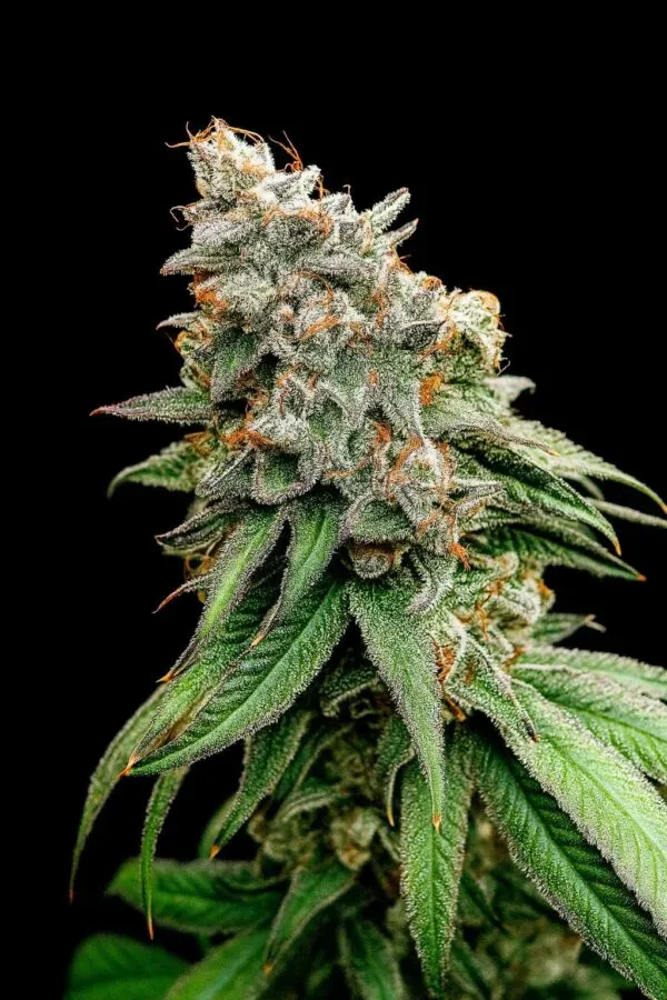 Boof Tang Feminized Seeds
