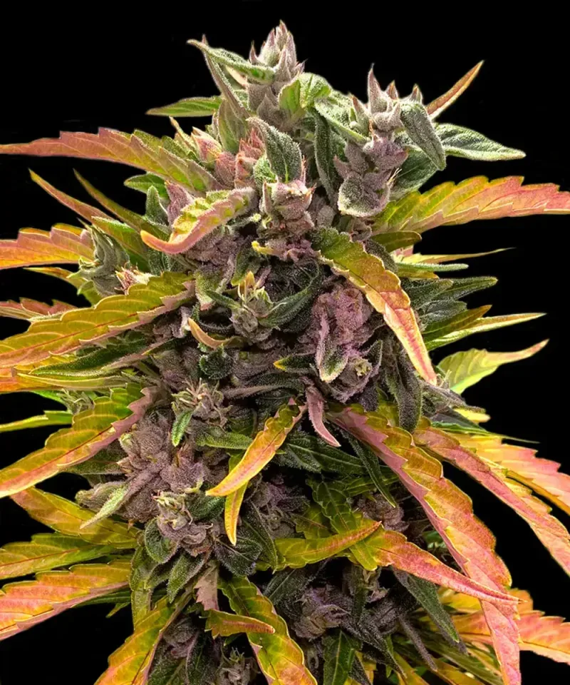Gorilla Glue Auto Feminised Seeds