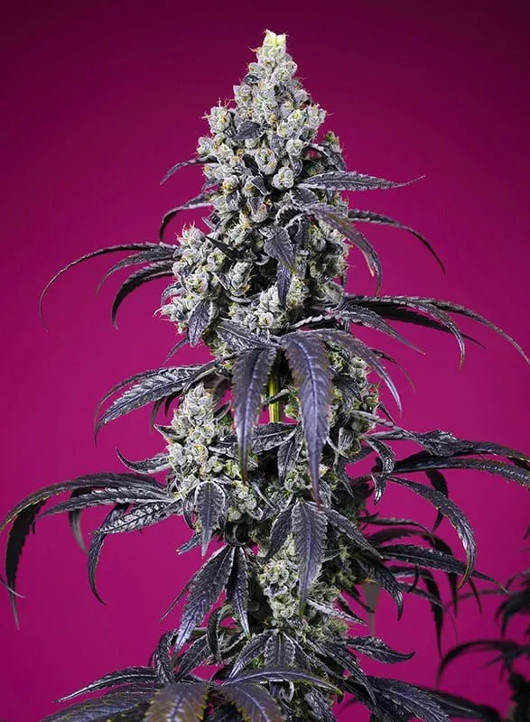 Tropicanna Cherry XL Auto Feminized Seeds