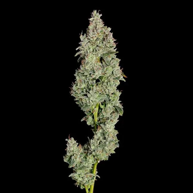 Pineapple Daddy Auto Feminised Seeds