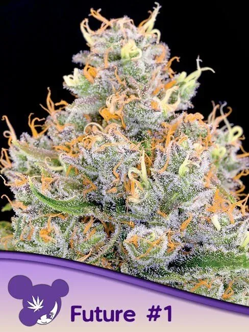 Future #1 Feminised Seeds