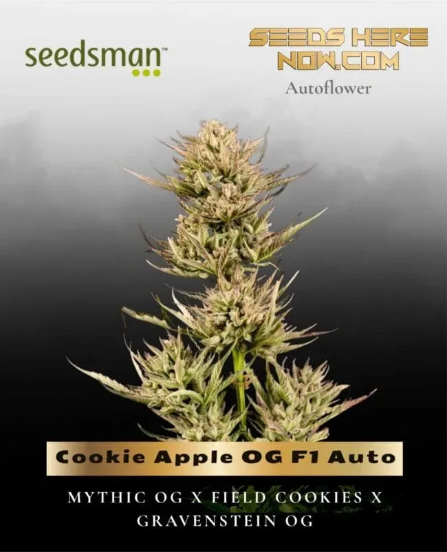 Cookie Apple OG F1 Auto Feminised Seeds