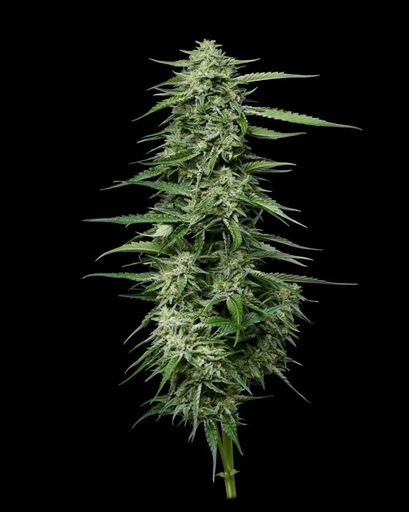 Blueberry Honey Feminized Seeds