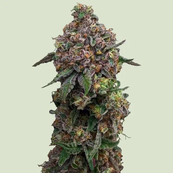 Cosmic Cheddar F1 Feminized Seeds