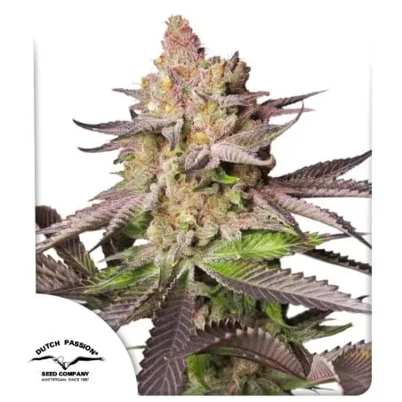 Melonade Runtz Auto Feminised Seeds