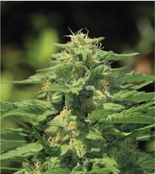 Dream Queen Feminised Seeds