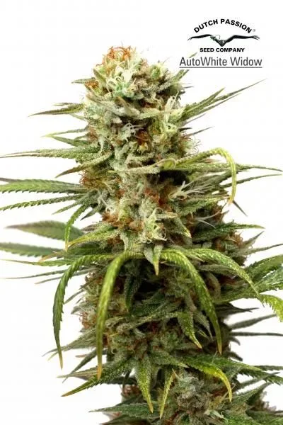 White Widow Auto Feminised Seeds