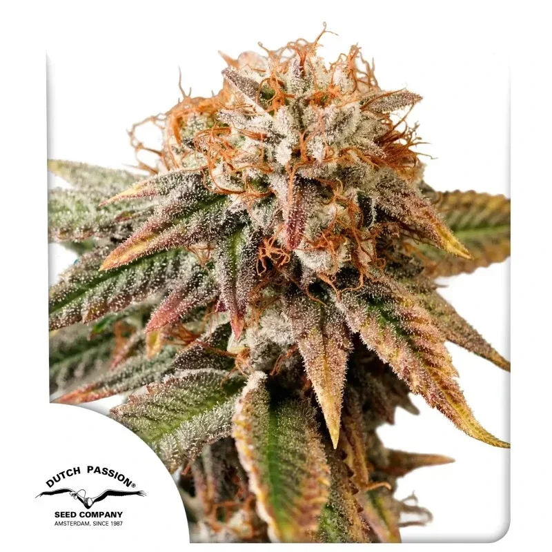 Kingston Punch Auto Feminized Seeds