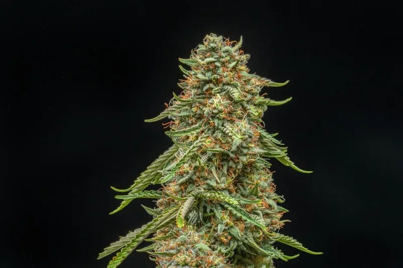 Turtle Taffy Auto Feminized Seeds