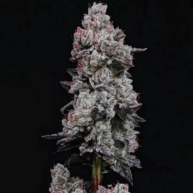 Lemon Cherry Gelato RF3 Auto Feminized Seeds