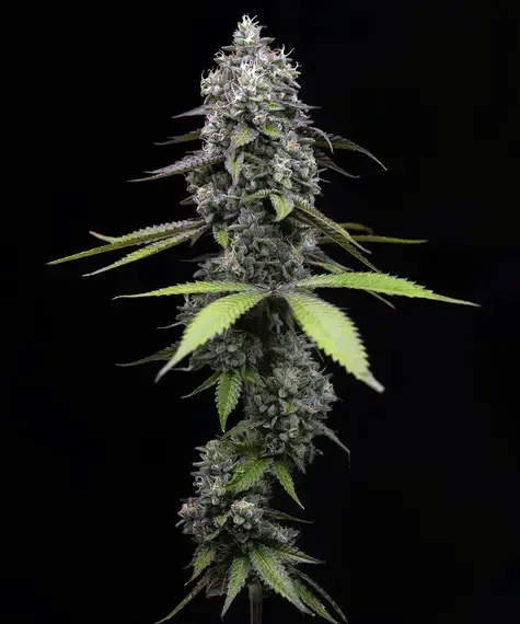 Zoap feminized seeds