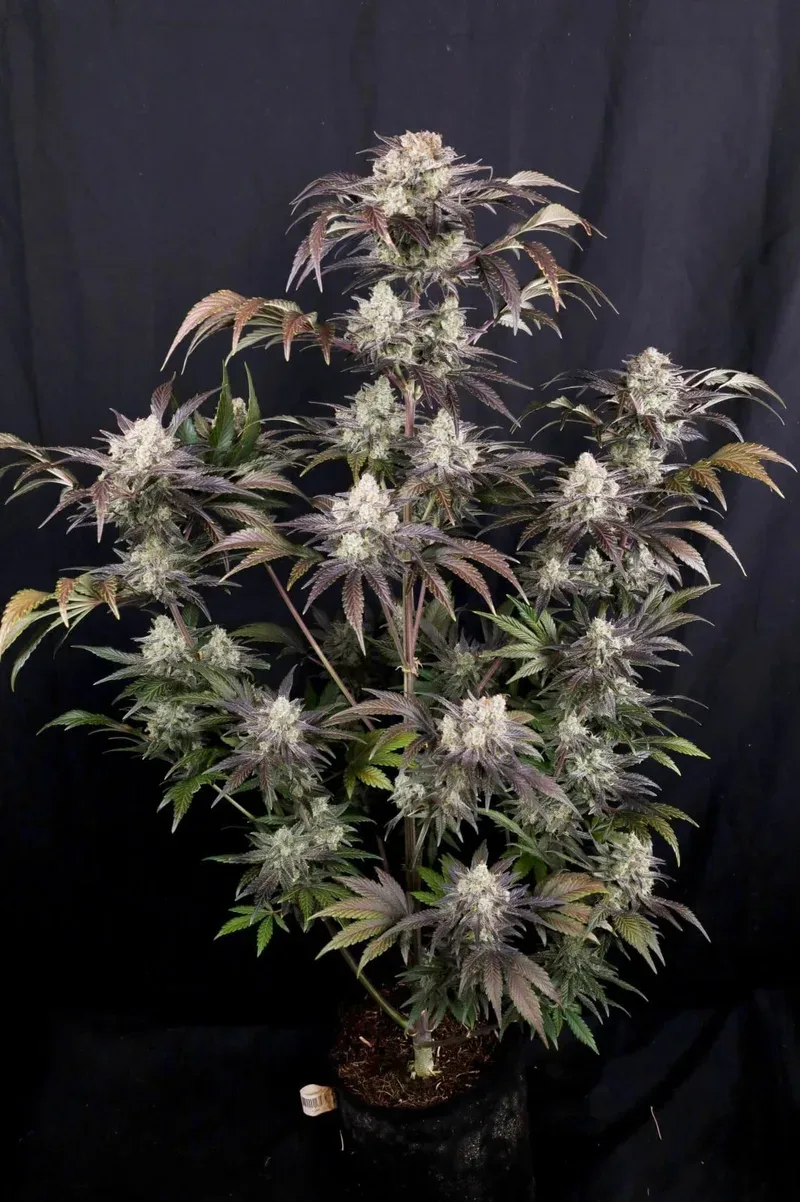 Frost Banger F4 Auto Feminized Seeds