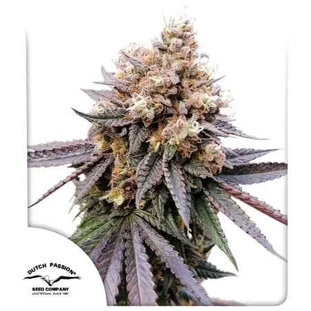 GMO FAST Feminised Seeds