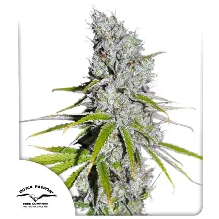 Skunk Haze CBD Feminised Seeds
