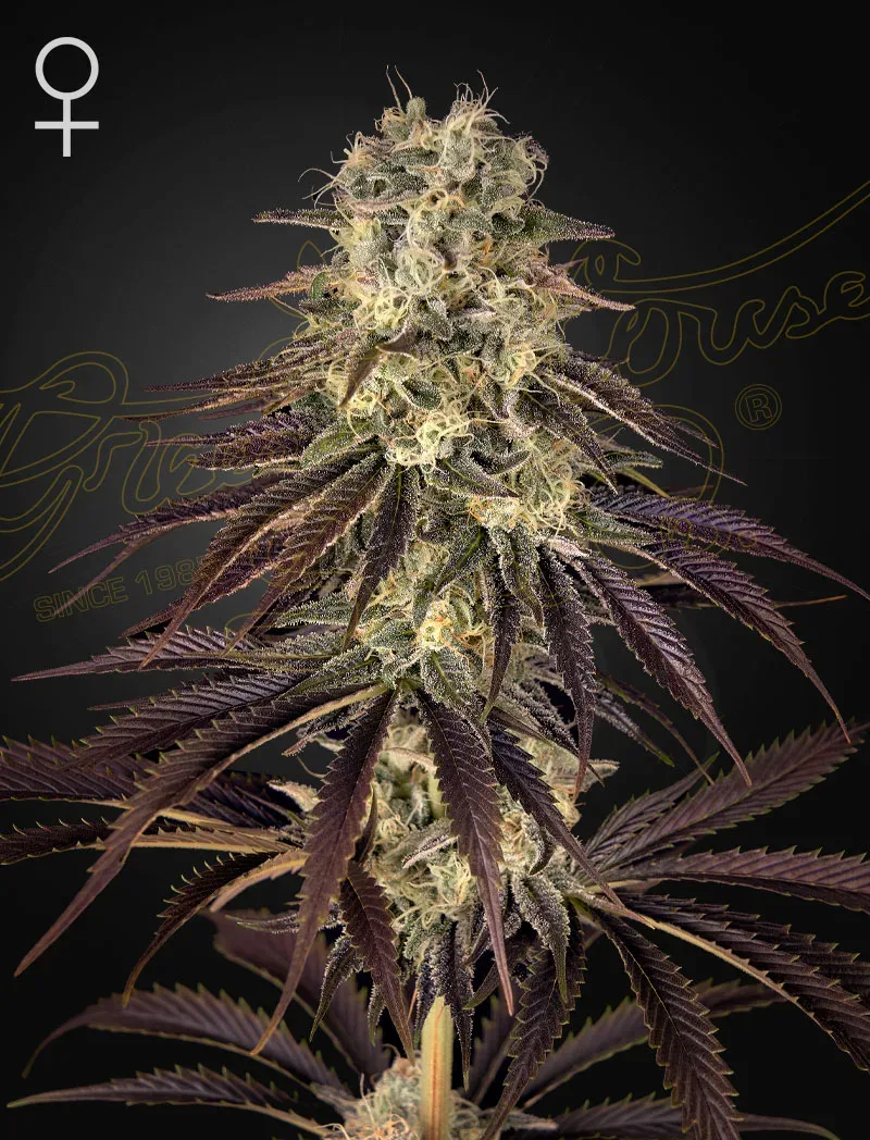 Kong's Krush Feminised Seeds