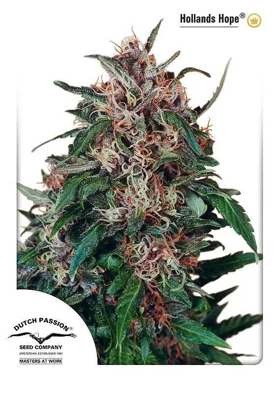 Holland's Hope Feminized Seeds