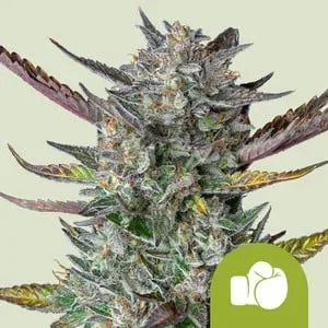 Purple Punch Auto Feminised Seeds