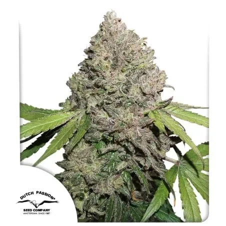 Charlotte's Angel CBD Auto Feminised Seeds