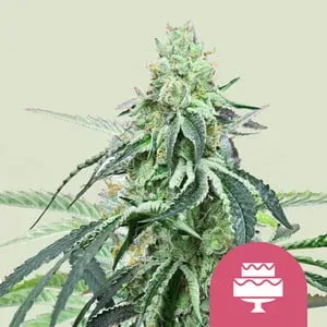 Wedding Gelato Feminised Seeds