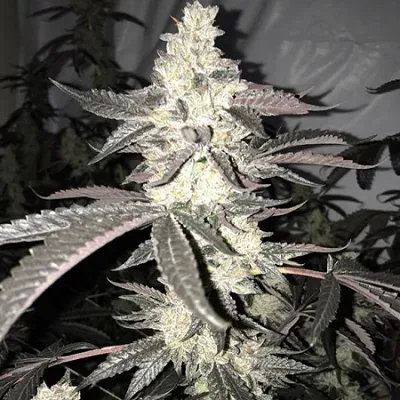 Dolato S1 Feminized Seeds