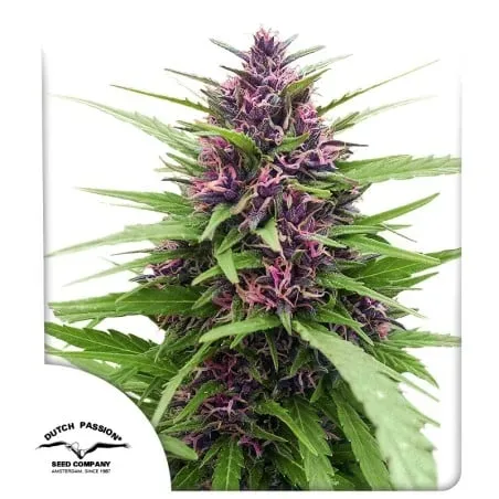 Shaman Feminised Seeds