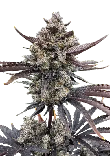 Banana Purple Punch RF3 Auto Feminized Seeds