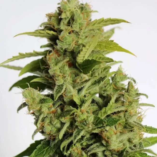 Cherry Bear Kush Auto Feminized Seeds
