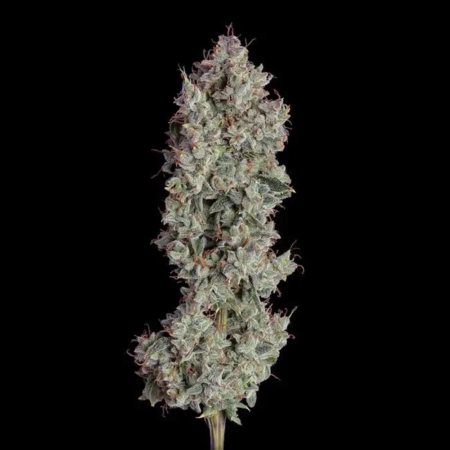 Shortcut Auto Feminised Seeds