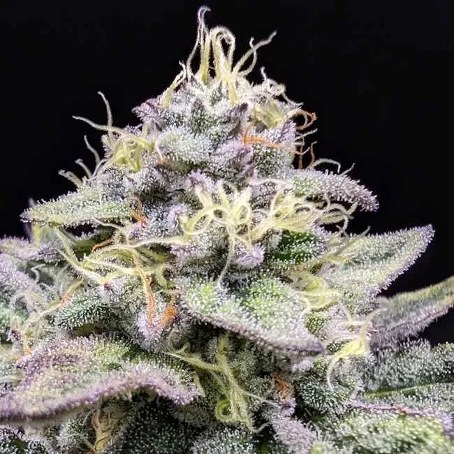 Sherbet Cream Cake Feminised Seeds