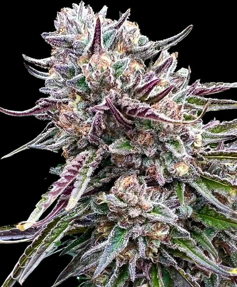 Orangutangie Feminized Seeds