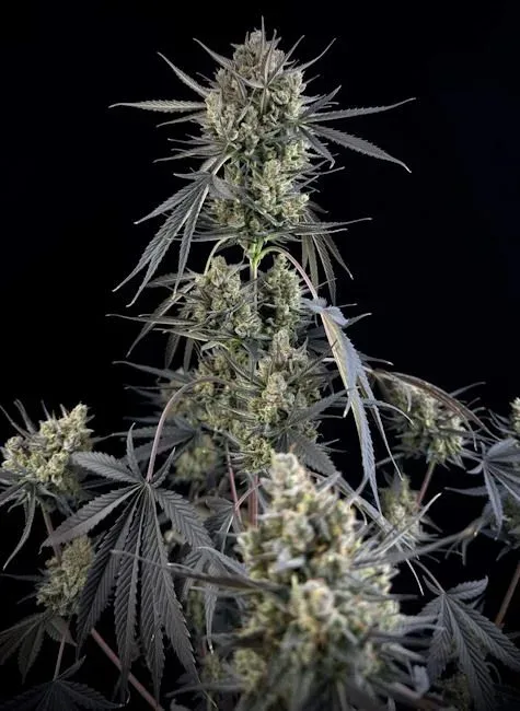 Pound Cake Auto Feminised Seeds
