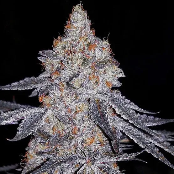 Banana Daddy R1 Feminized Seeds