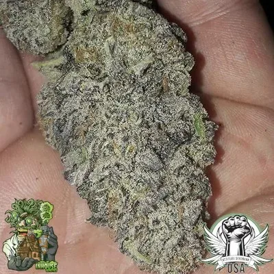 Zurple Punch BX Feminized Seeds
