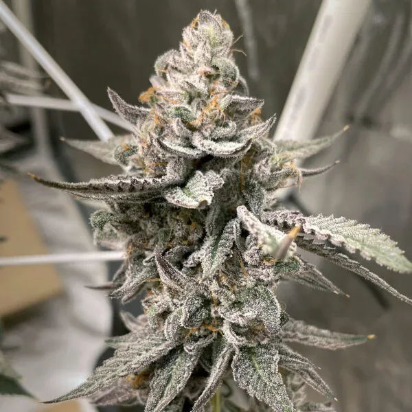 Beaver Cookies Feminised Seeds