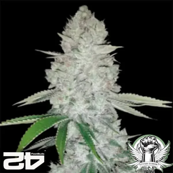 GG4 Feminized Seeds