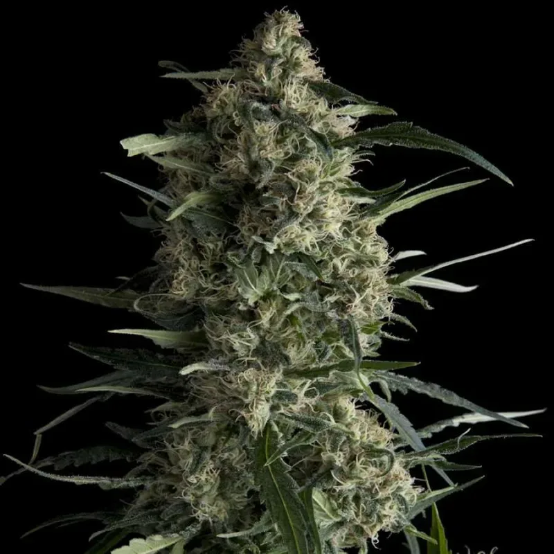 Galaxy Feminised Seeds