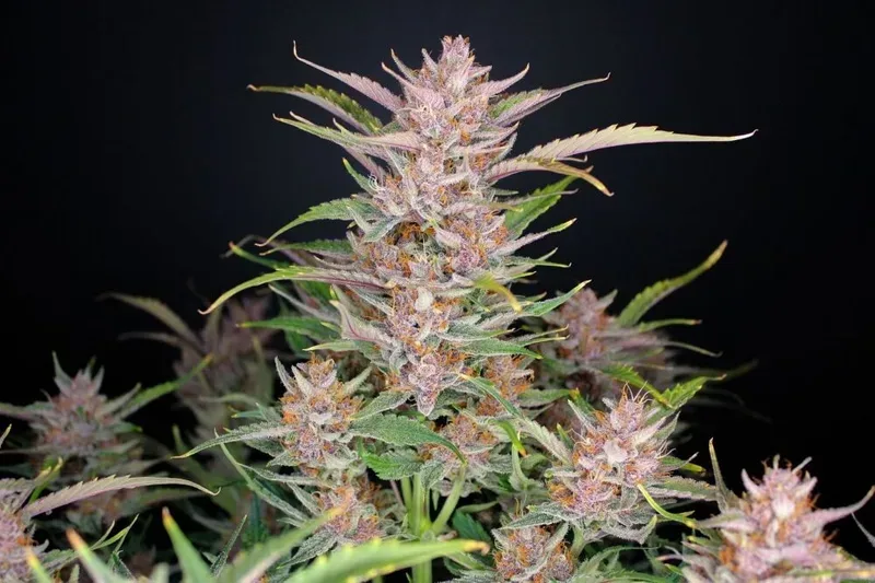 Gorilla Punch Auto Feminised Seeds
