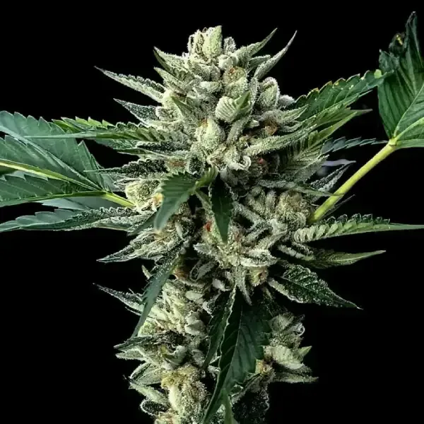 Sour Garlic x Honey Banana Feminised Seeds